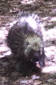 Porcupine ambles down the Finger Lakes Trail.