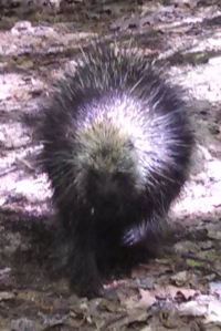 Porcupine spots a hiker & puffs up.