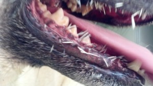 This poor dog met a porcupine & ended up with quills in his snout.